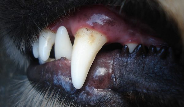 Hund Zähne Putzen