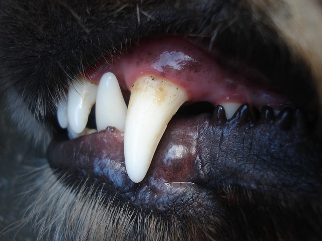 Hundebeißerchen Pflegen